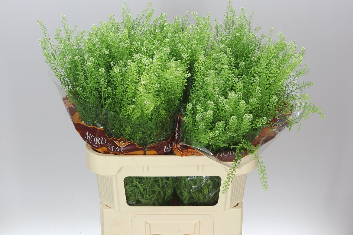 Thlaspi Green Bell