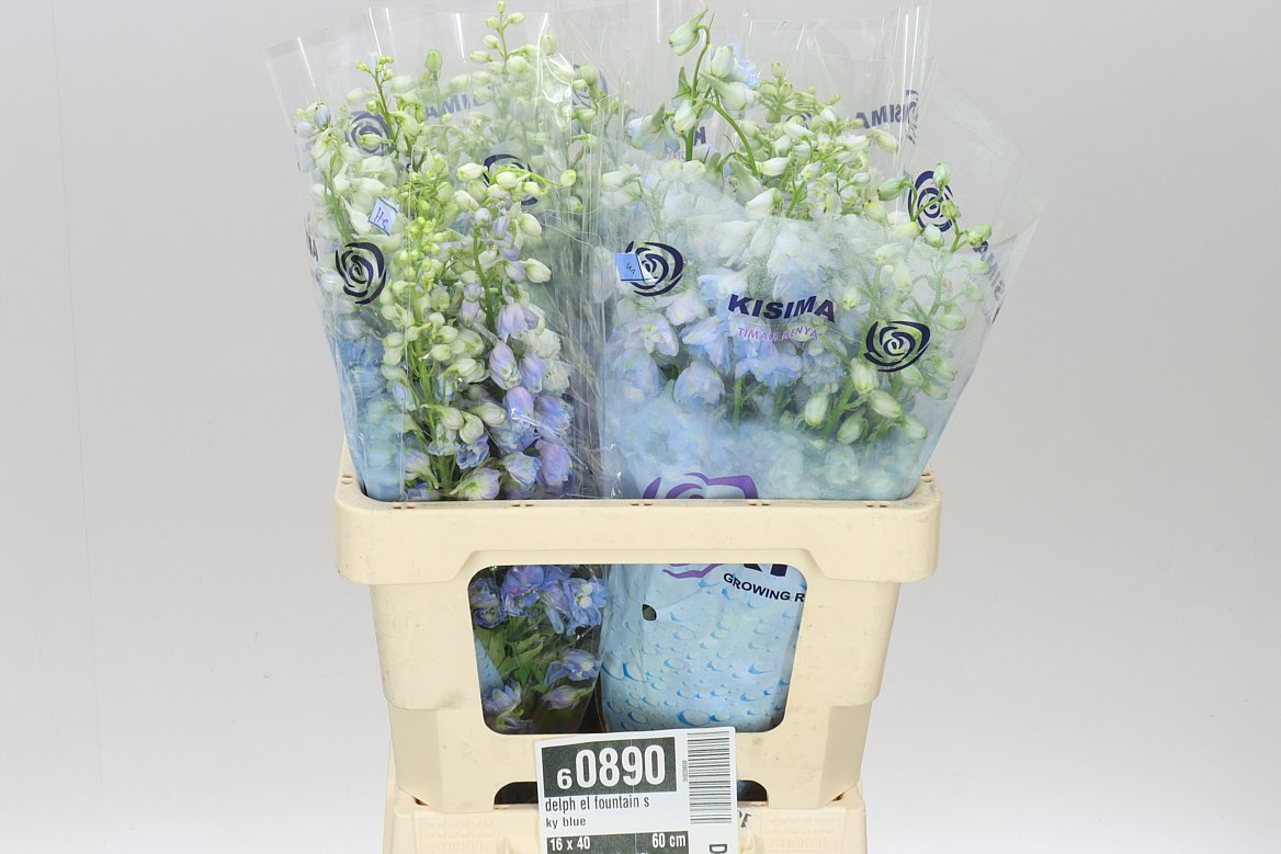 Delph El Fountain Sky Blue
