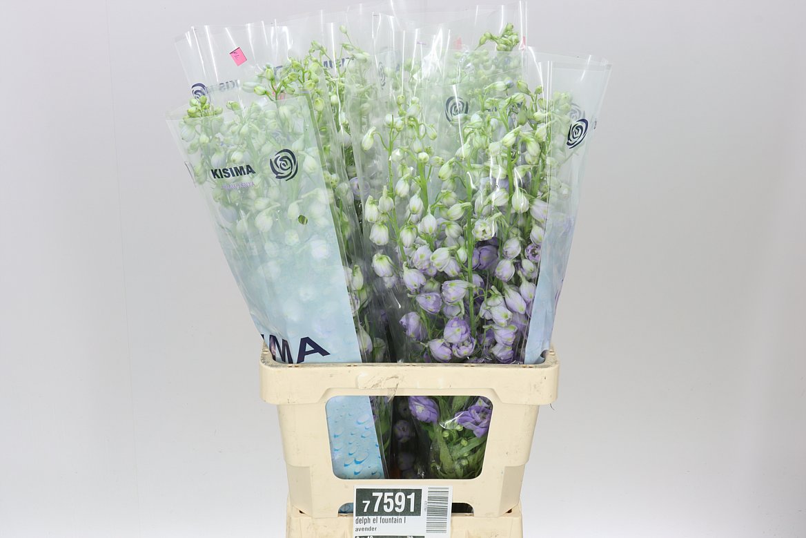 Delph El Fountain Lavender