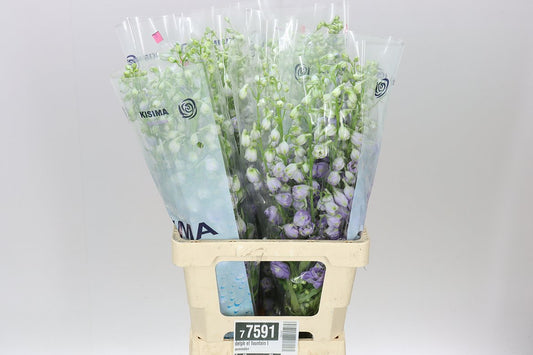 Delph El Fountain Lavender