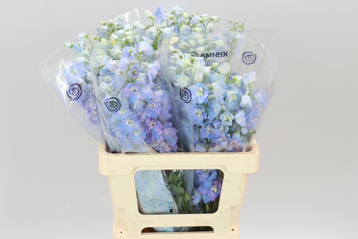 Delph El Guardian Lavender