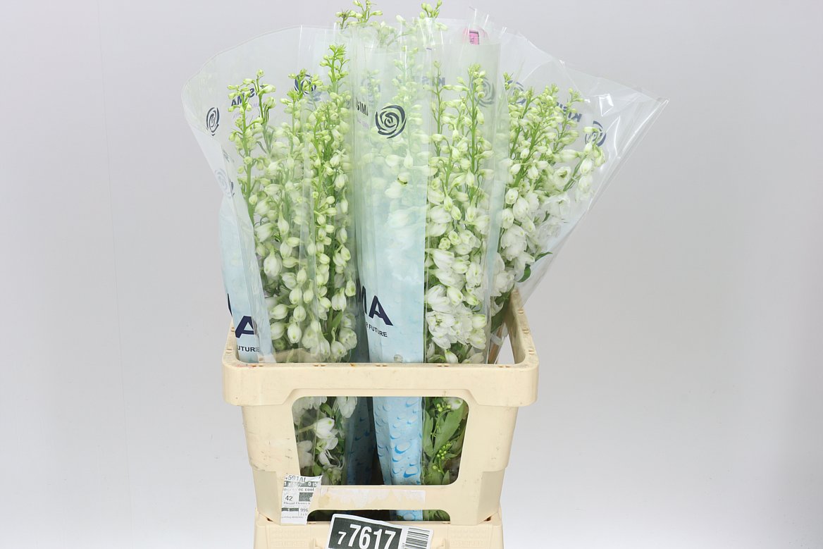 Delph El Guardian White