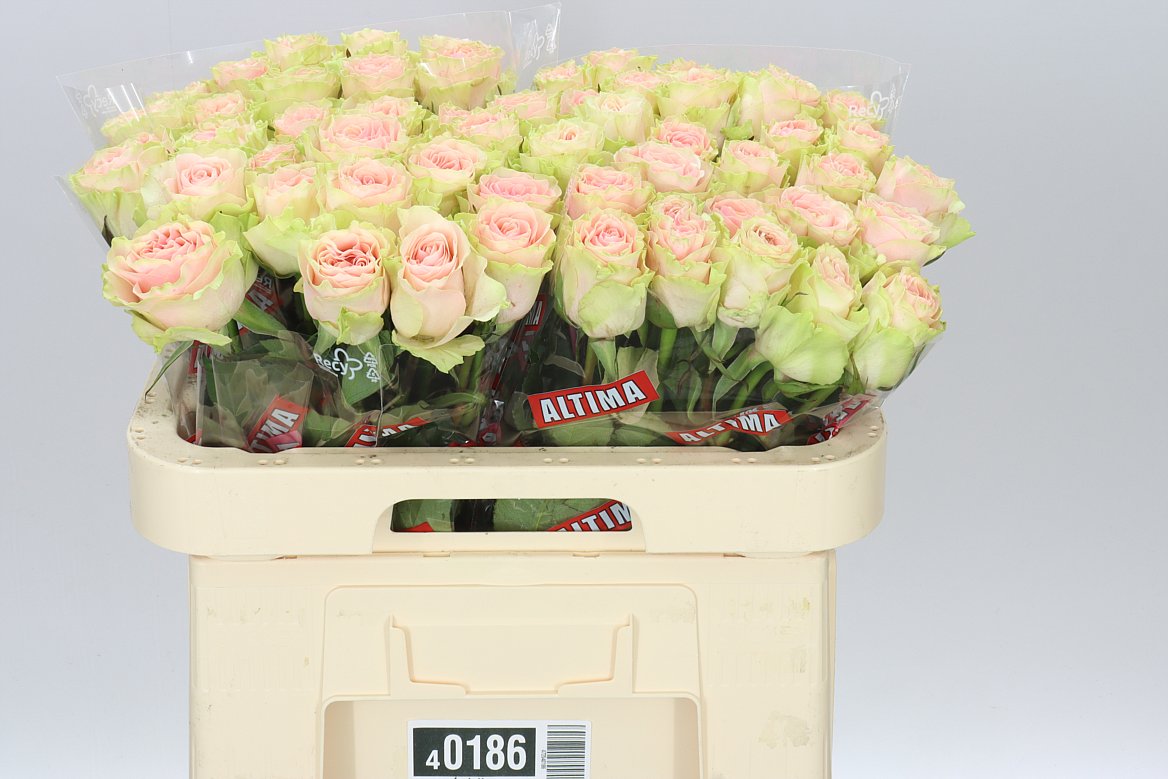 Rosa Gr Frutetto