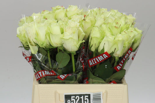 Rosa Gr Athena Ex