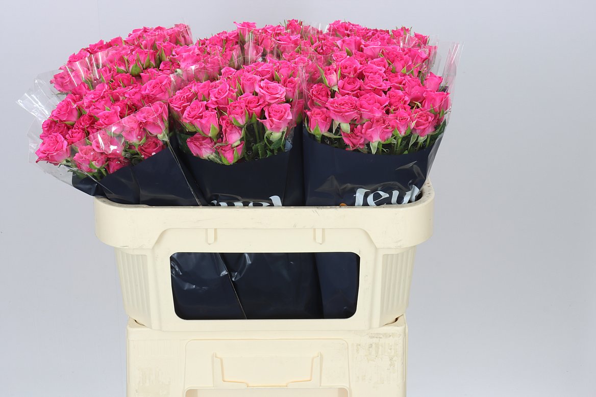 Rosa Tr Lianne