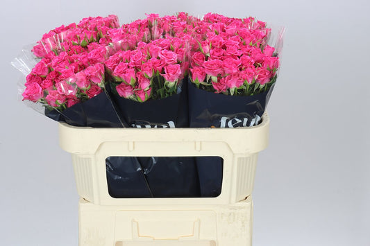Rosa Tr Lianne