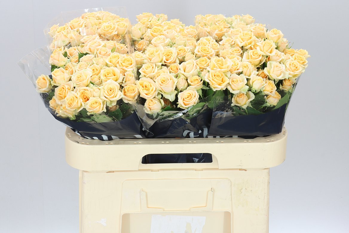 Rosa Tr Trinity