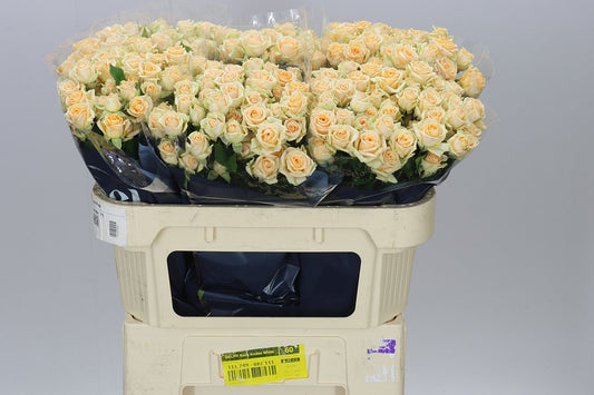 Rosa Tr Trinity