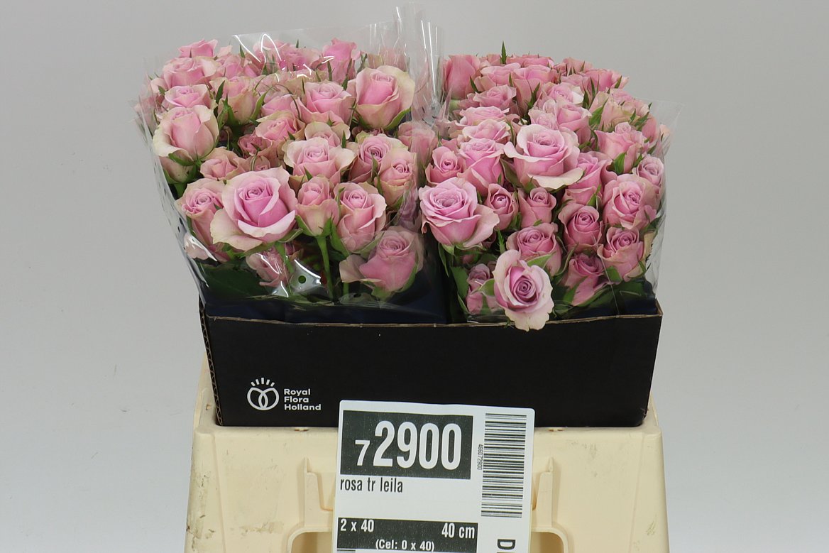 Rosa Tr Leila