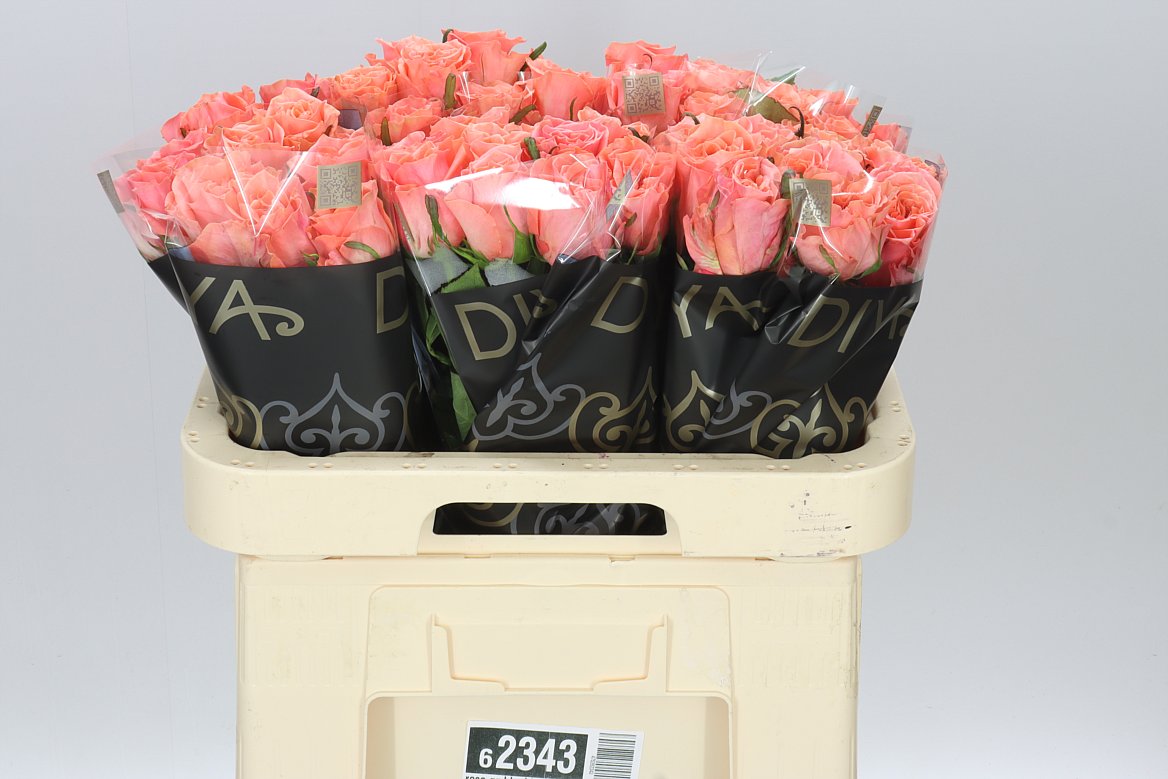 Rosa Gr Blushing Reeva