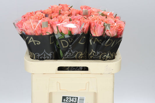 Rosa Gr Blushing Reeva