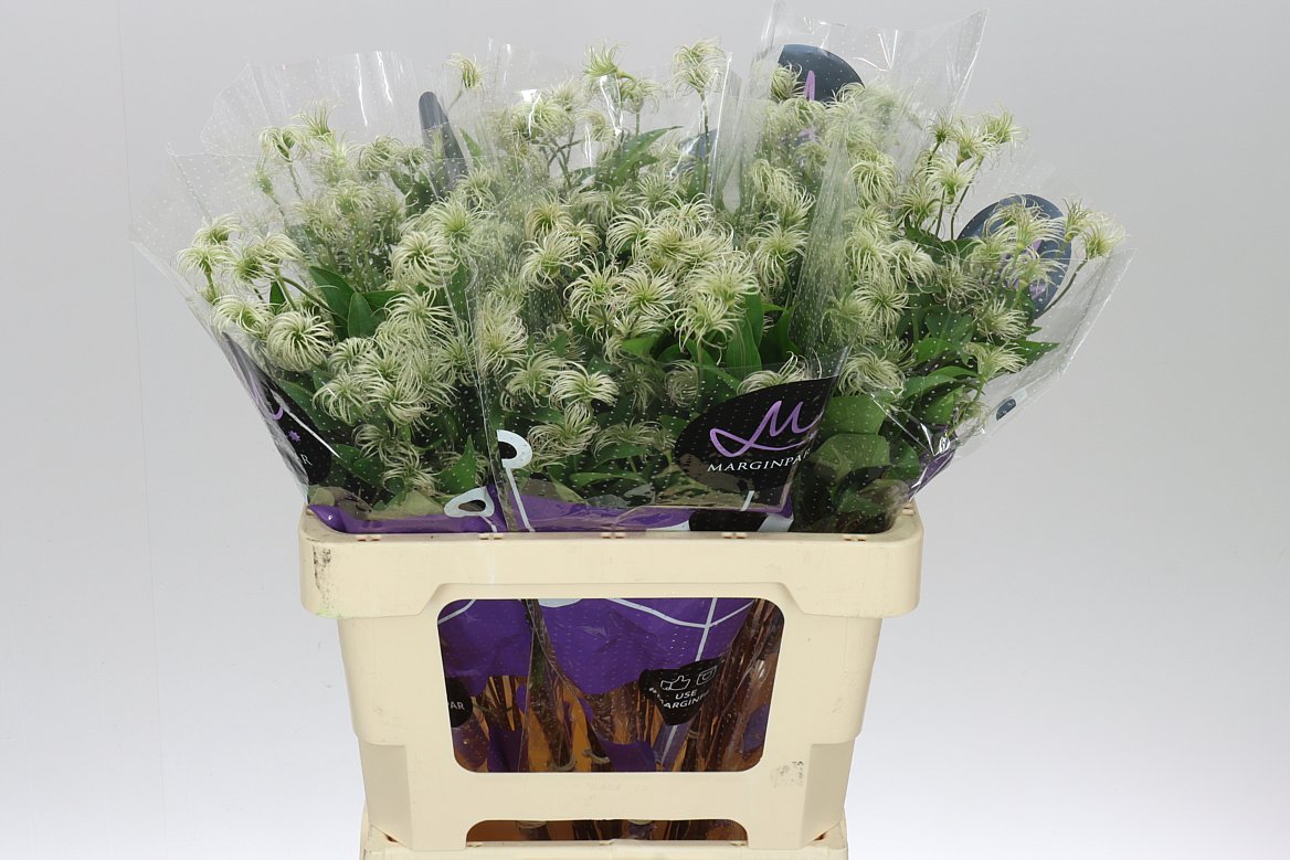 Clematis Amazing Kibo