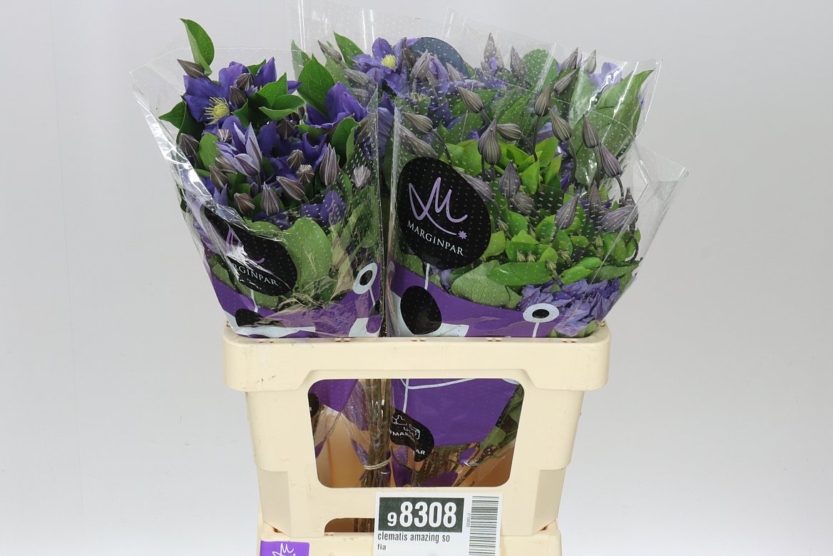 Clematis Amazing Sofia