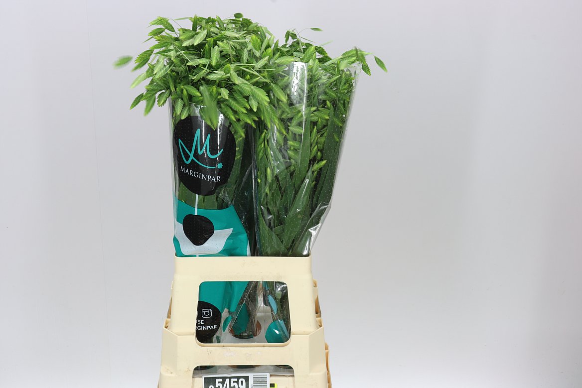 Chasmanthium