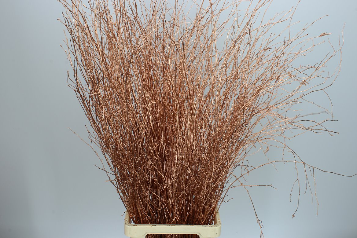Birch Long Copper