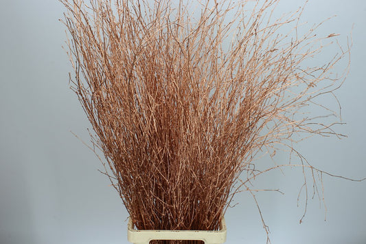 Birch Long Copper