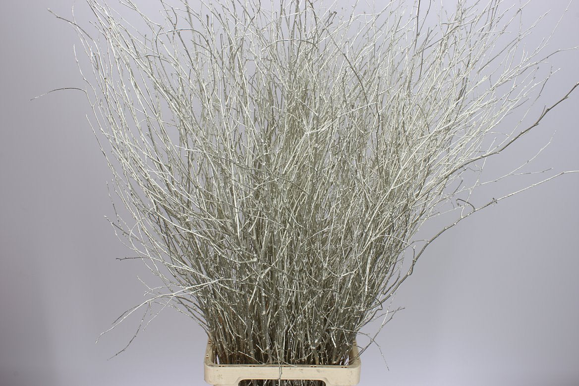 Birch Long Platina