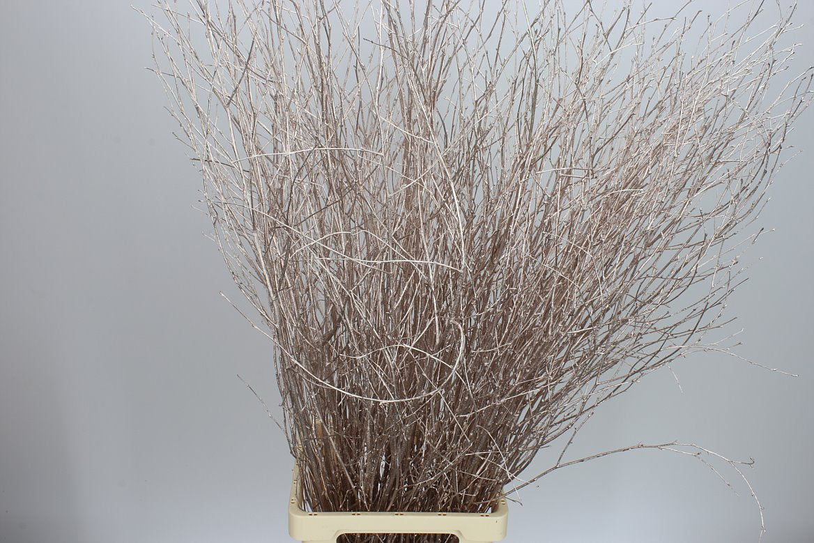 Birch Long Champange