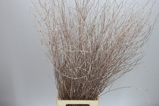 Birch Long Champange