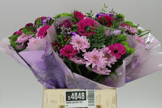 Bq Gerb M Cerise X3