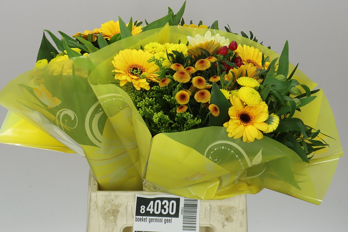 Bq Gerb M Yellow X3