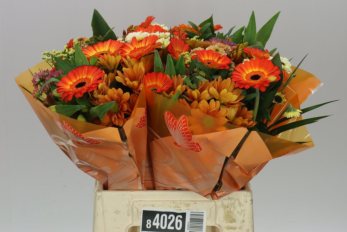 Bq Gerb M Orange X3