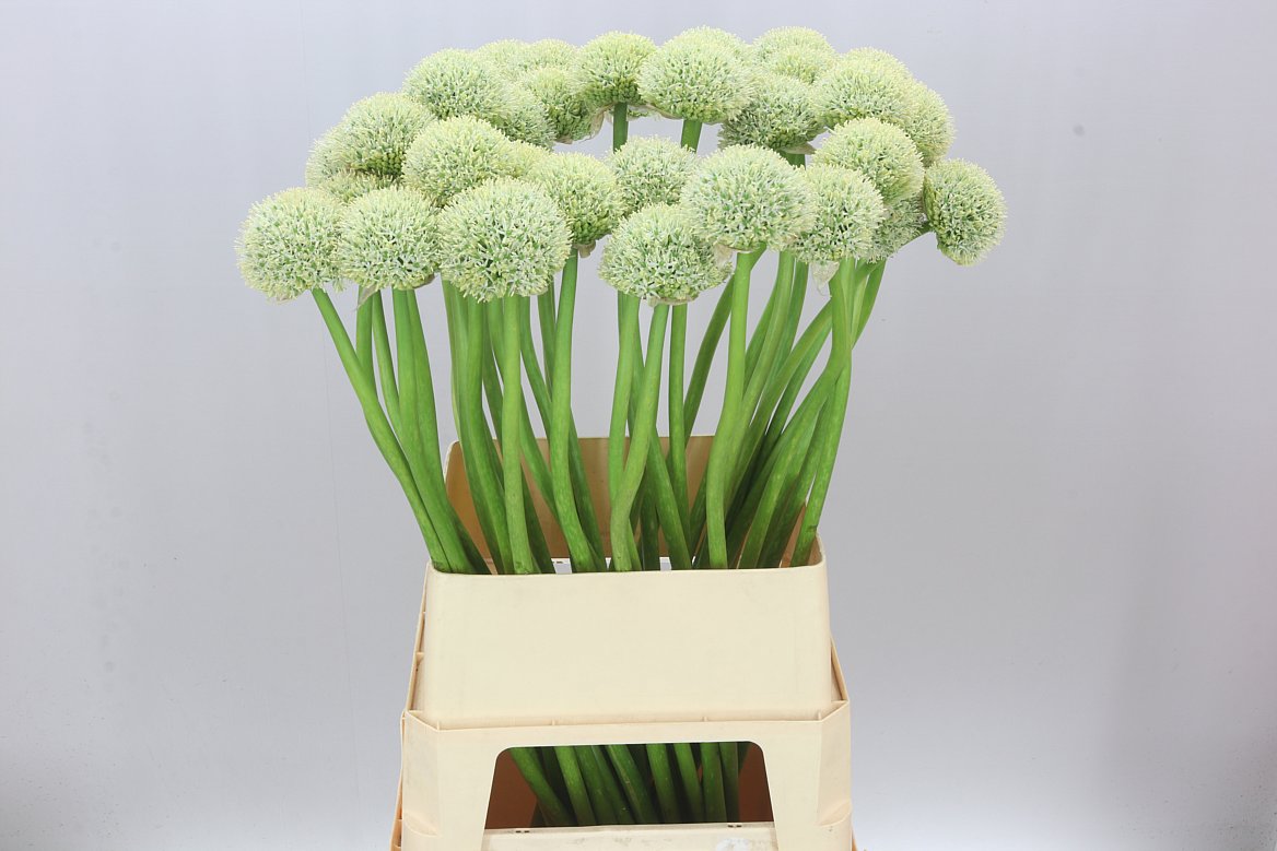 Allium White Giant