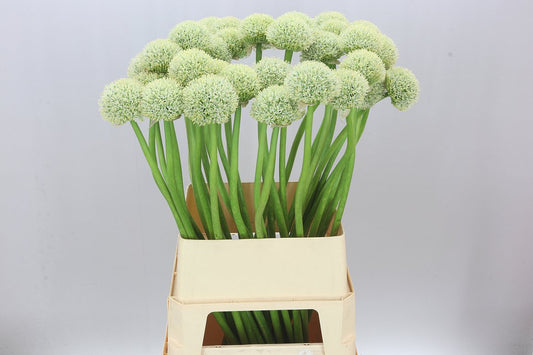 Allium White Giant