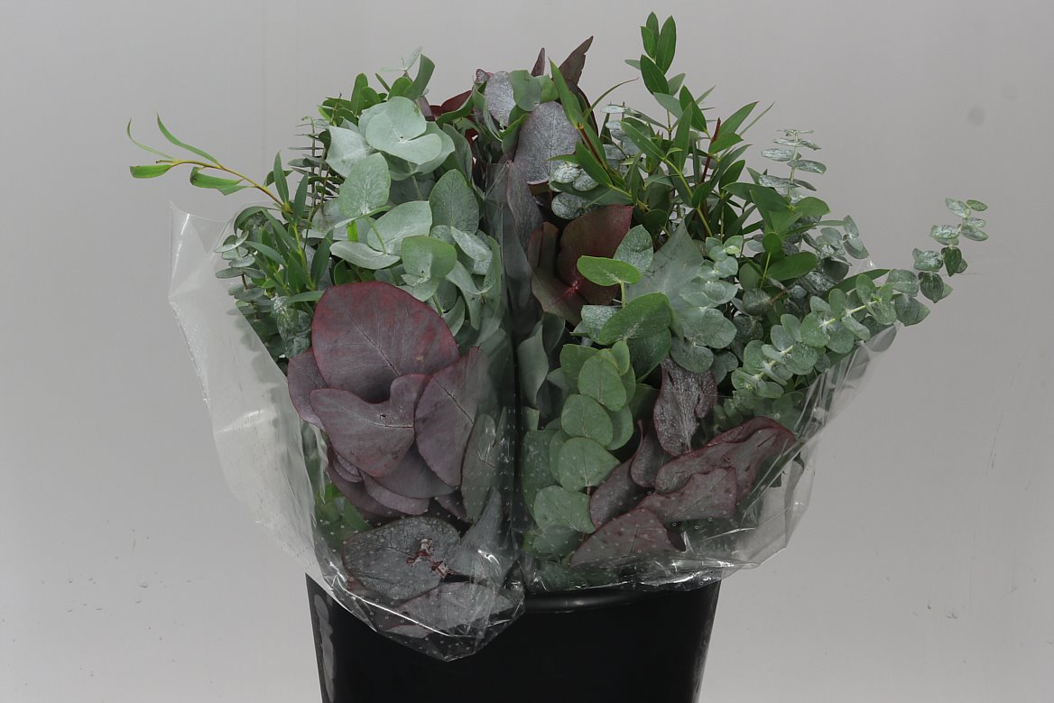 Eucalyptus Mix Short