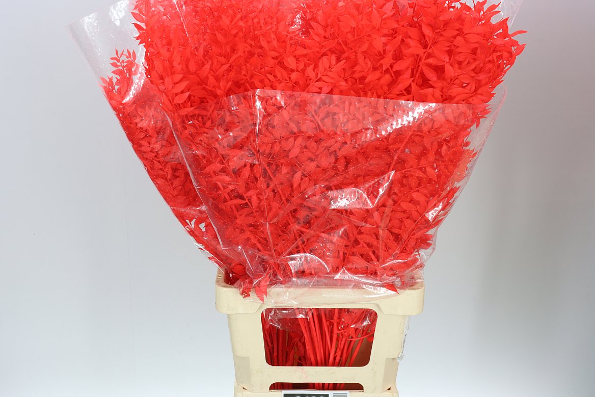 Dried Ruscus Red