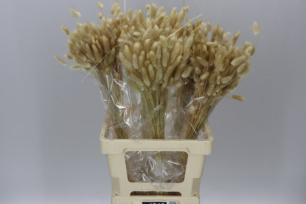 Dried Lagurus Naturel