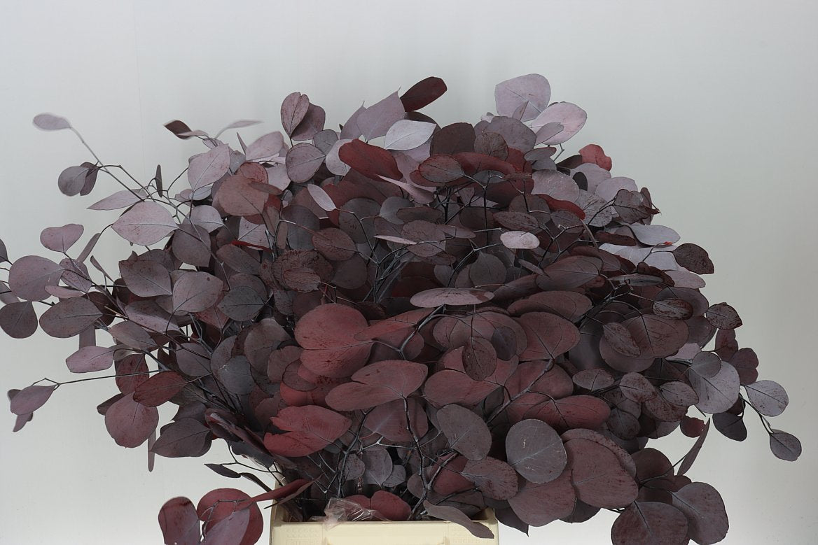 Pres Populus Burgundy