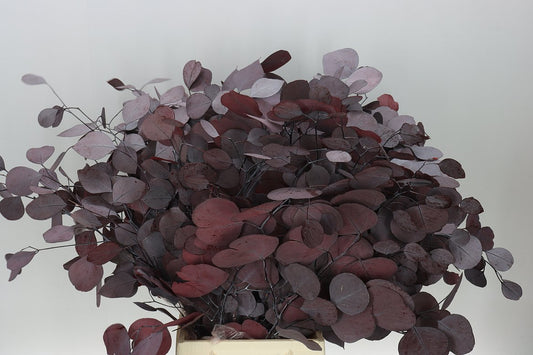 Pres Populus Burgundy