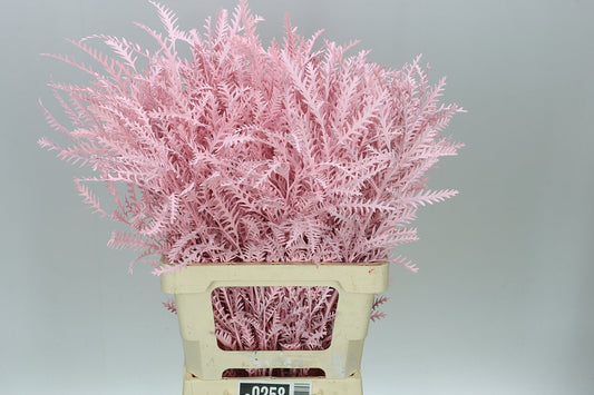 Ivanhoe Light Pink