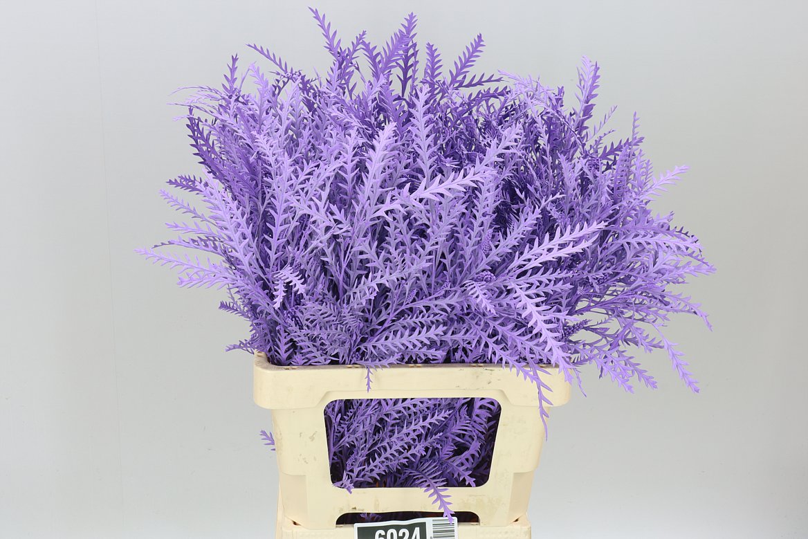 Ivanhoe Light Milka