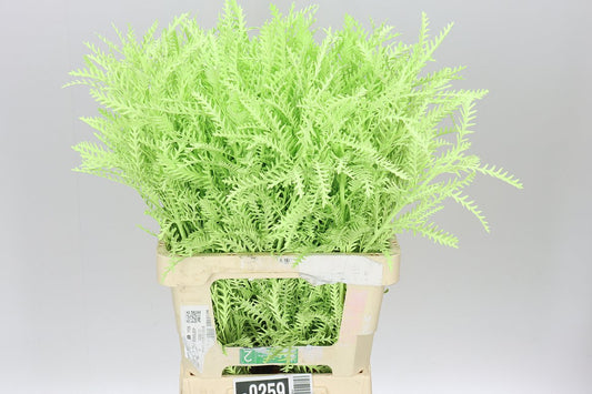 Ivanhoe Mint Green