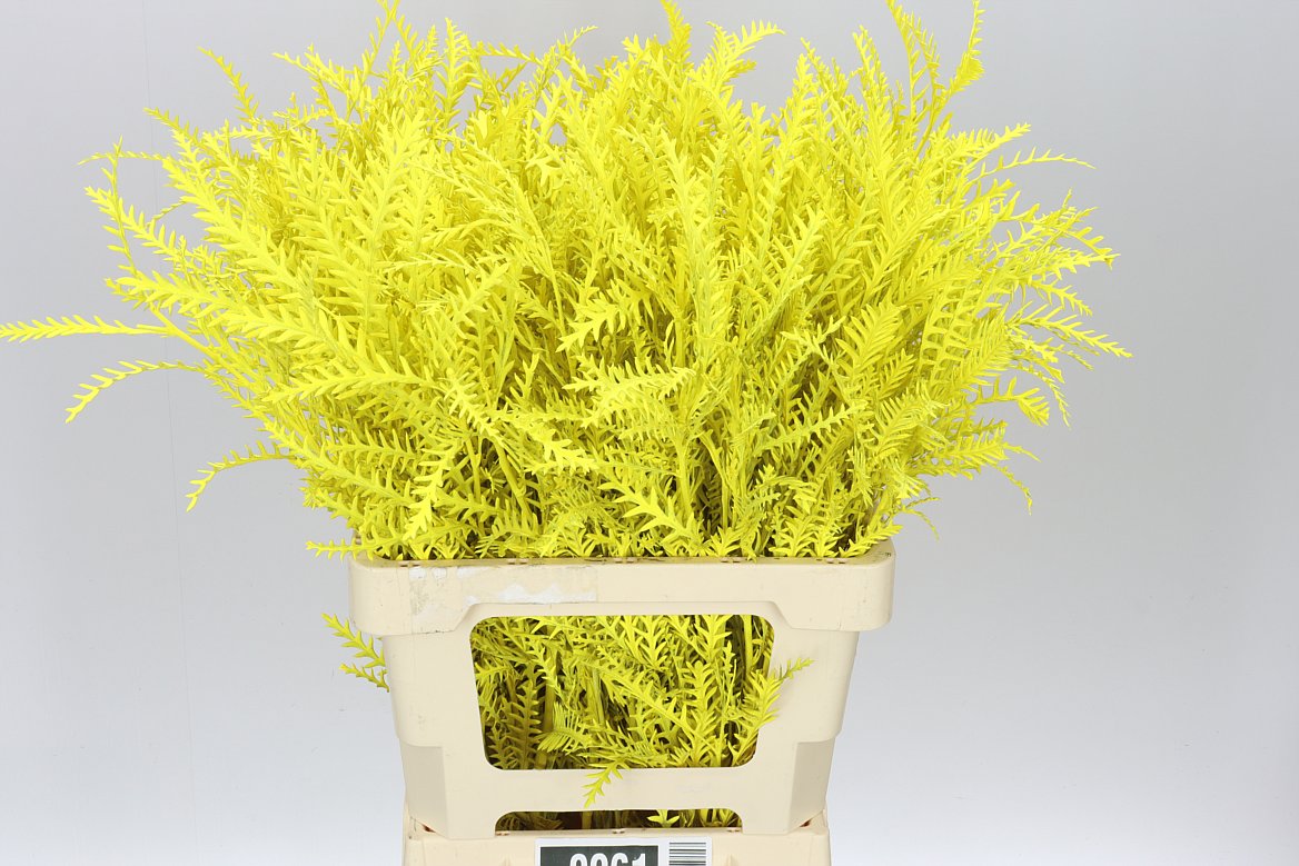 Ivanhoe Yellow