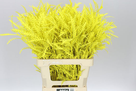 Ivanhoe Yellow