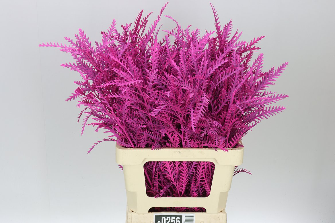 Ivanhoe Cerise
