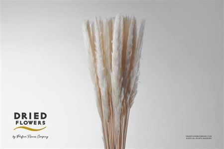Cortaderia Fluffy Bnch (15stems)