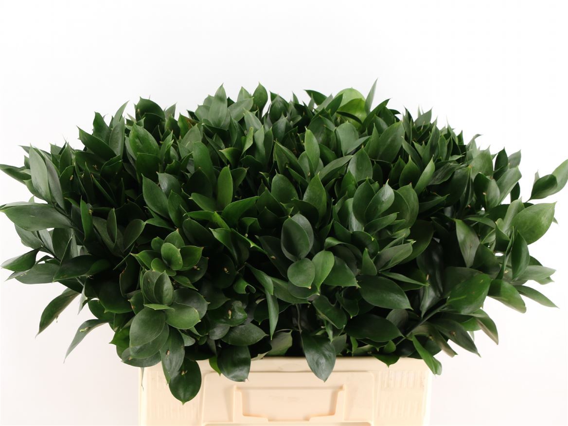 Ruscus Hard