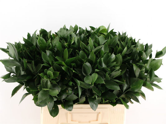Ruscus Hard