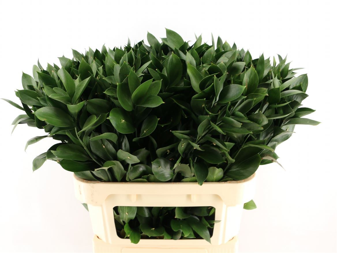 Ruscus Hard