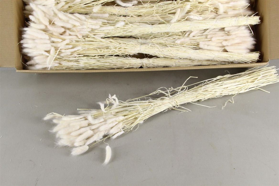 Dried Lagurus Bleached