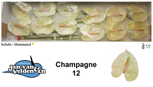 Anth Champagne