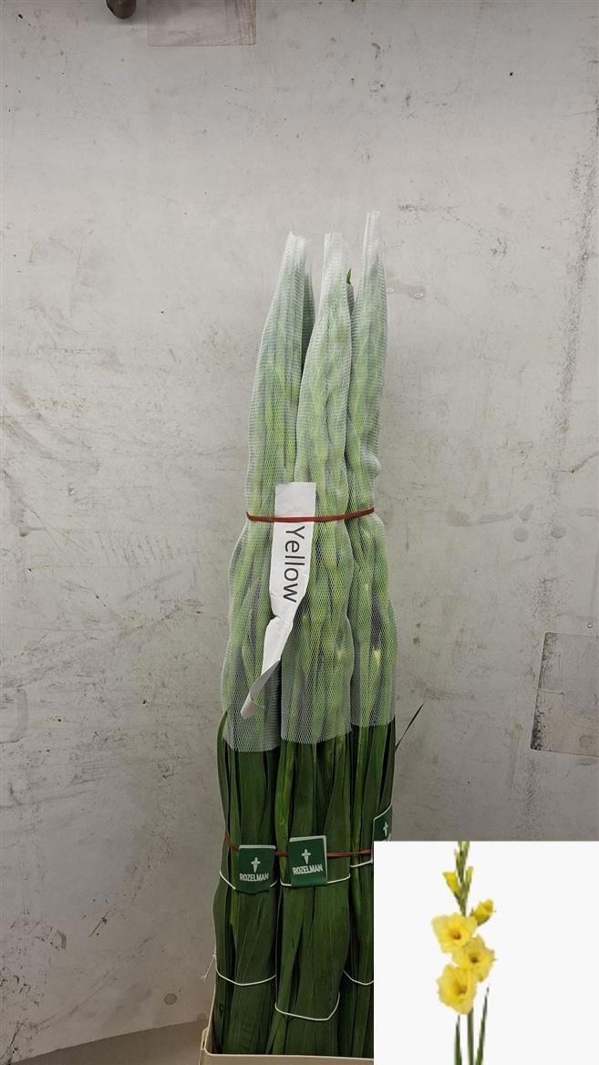 Gladiolus Yellow