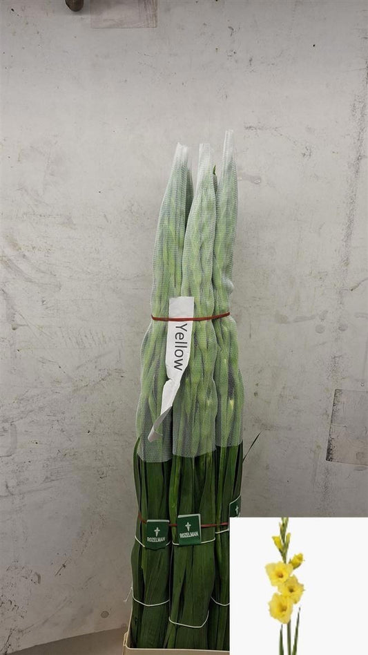 Gladiolus Yellow
