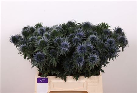 Eryngium Magnet/scorpius