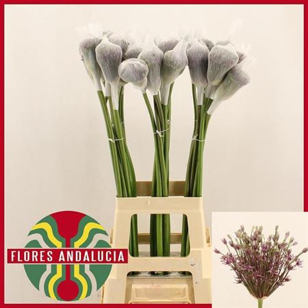 Allium Mercurius