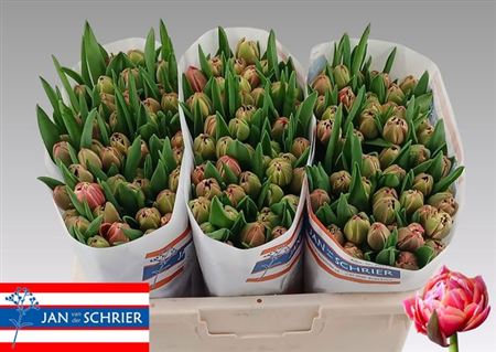 Tulipa Du Columbus